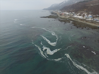 <p> 3月4日の朝、歌棄町有戸沖に、ニシンの群れが沿岸に押し寄せる「群来」を確認、海面が長さ約500メートルの帯状の乳白色に染まりました。寿都湾で「群来」が確認されたのは約80年ぶりのことで、浅瀬には海草につく多くのニシンの卵も確認できました。今後、ニシンの豊漁が期待されます。</p>