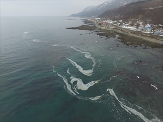 <p>　３月４日の朝、歌棄町有戸沖に、ニシンの群れが沿岸に押し寄せる「群来」を確認、海面が長さ約５００メートルの帯状の乳白色に染まりました。寿都湾で「群来」が確認されたのは約８０年ぶりのことで、浅瀬には海草につく多くのニシンの卵も確認できました。今後、ニシンの豊漁が期待されます。</p>