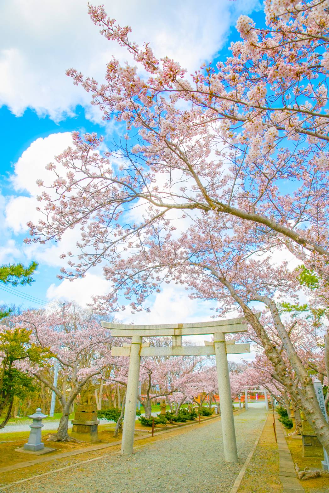 壽都神社（満開：４/２５　見ごろ：５/１頃まで）