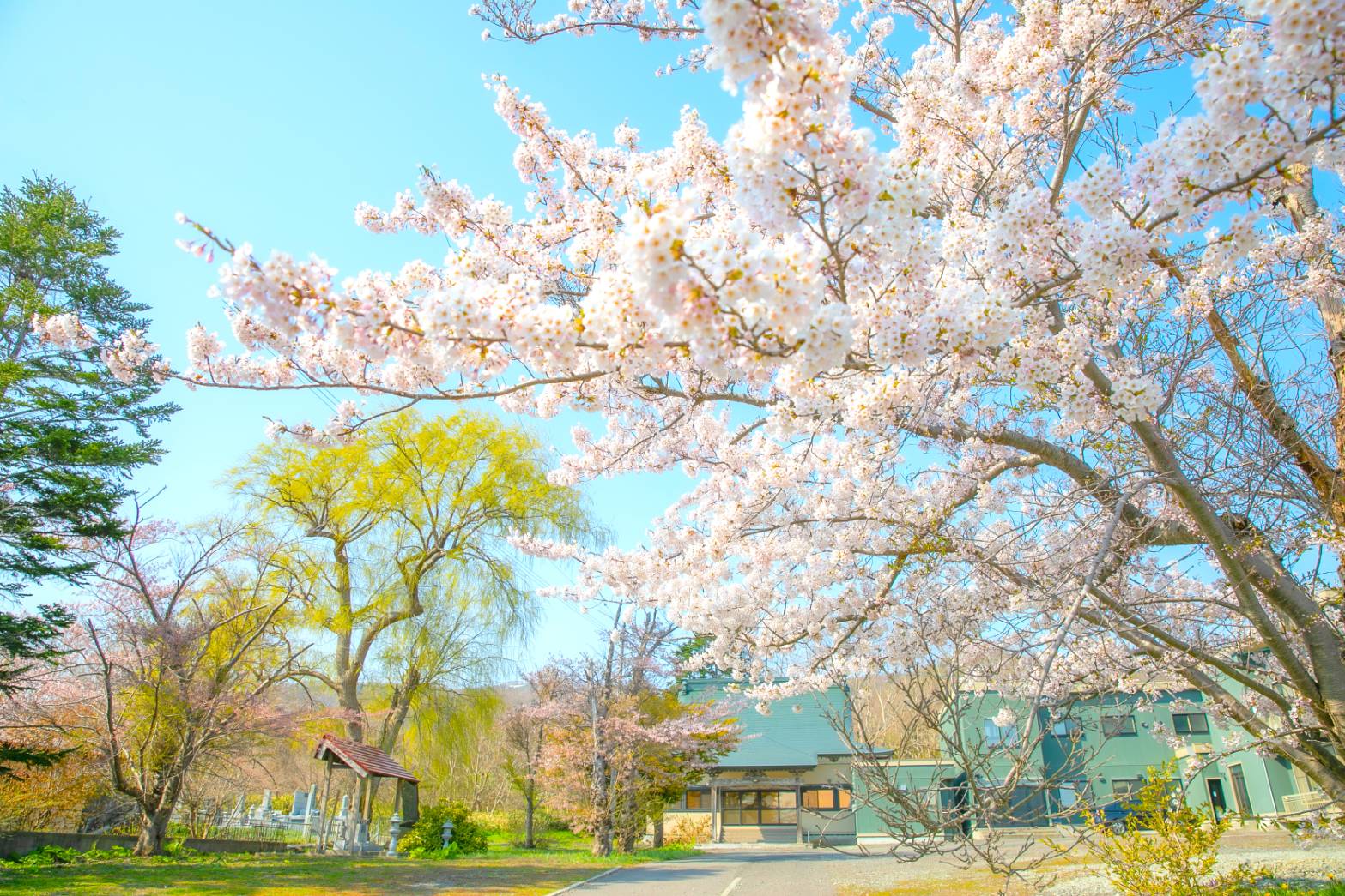 法界寺（満開：４/２５　見ごろ：５/１頃まで）