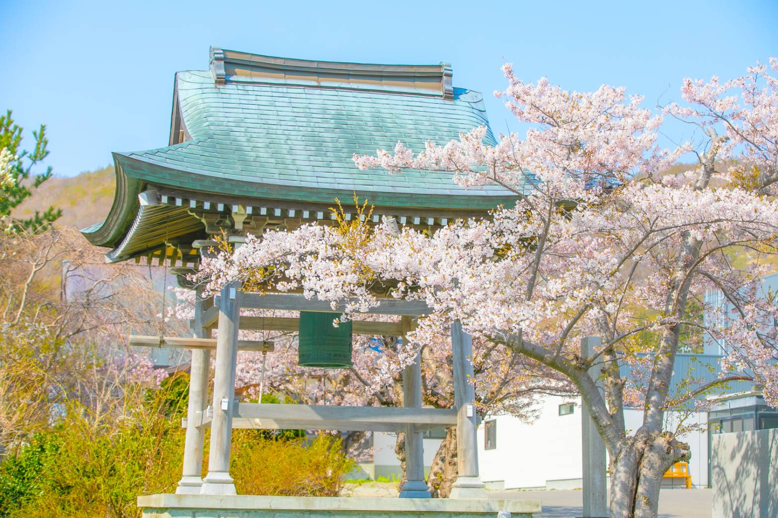 龍洞院（満開：４/２５　見ごろ：５/１頃まで）