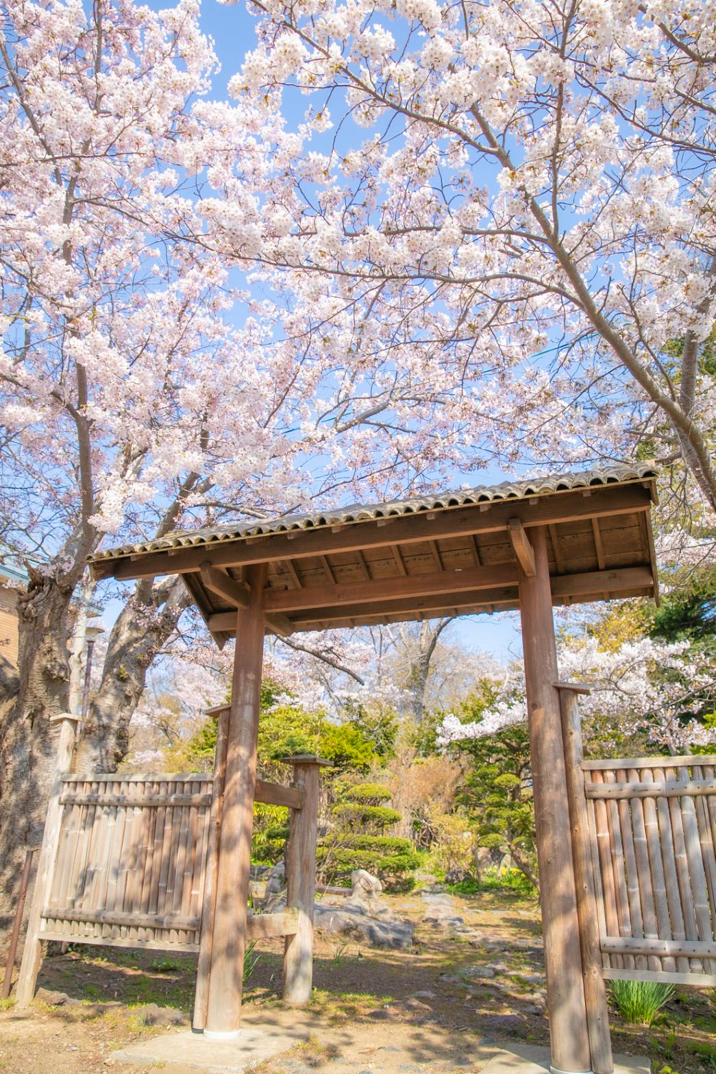 菩提院（満開：４/２５　見ごろ：５/１頃まで）