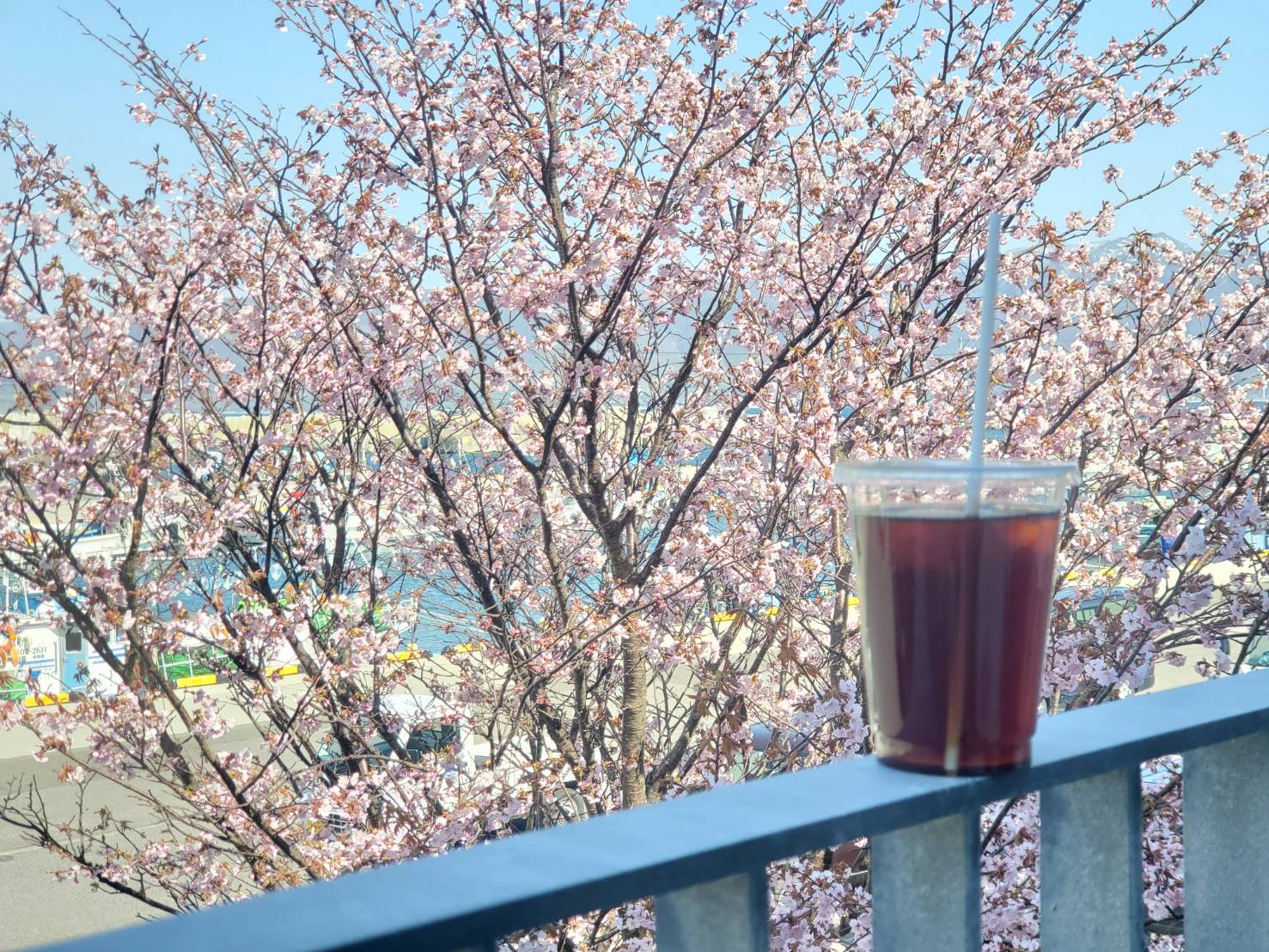 道の駅みなとま～れ寿都（満開：４/２７　見ごろ：５/４頃まで）